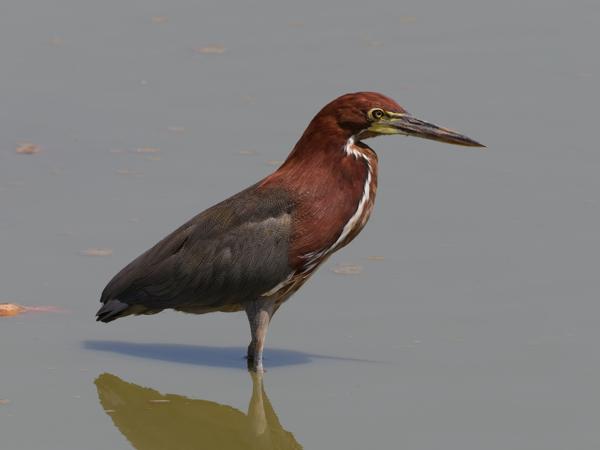 Rosse tijgerroerdomp (Tigrisoma lineatum)